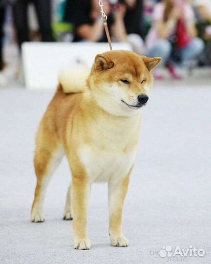 Вязка сиба ину