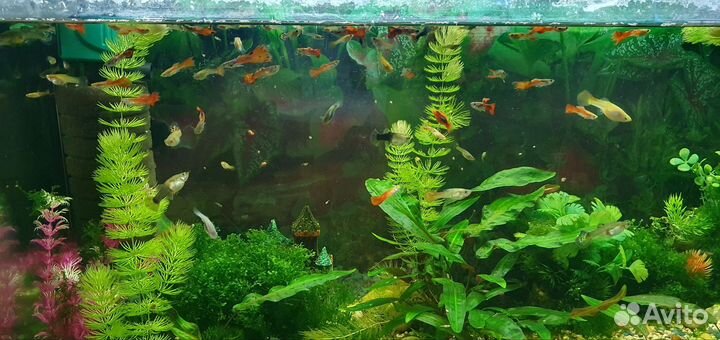 Аквариумные рыбки гуппи