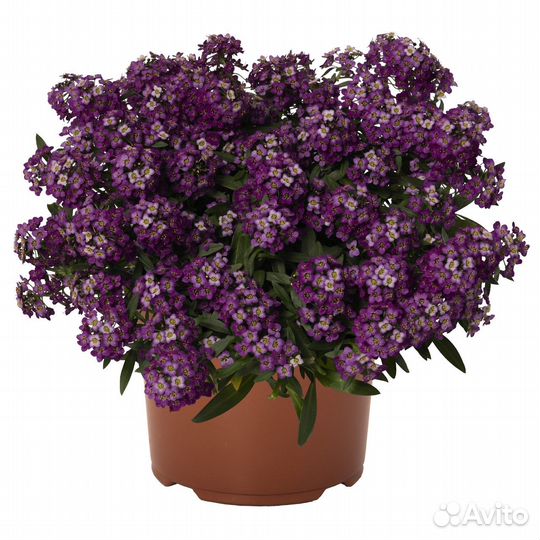 Агрирантенум, алиссум, гвоздика