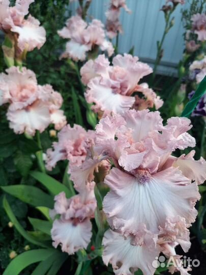 Ирисы бородатые