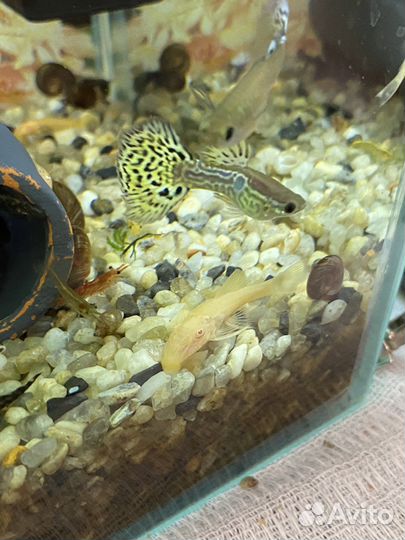 Аквариумные рыбки