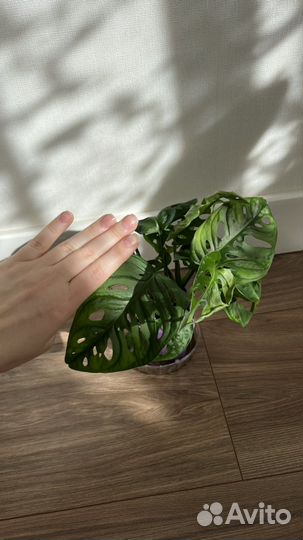 Комнатные растения монстера манки маск