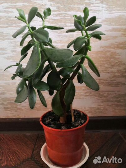 Красула-денежное дерево, драцена