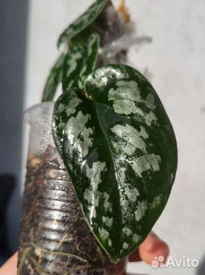 Эпипремнум блек мамба