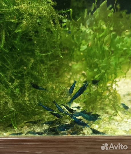 Креветки, корм, анциструс, панда