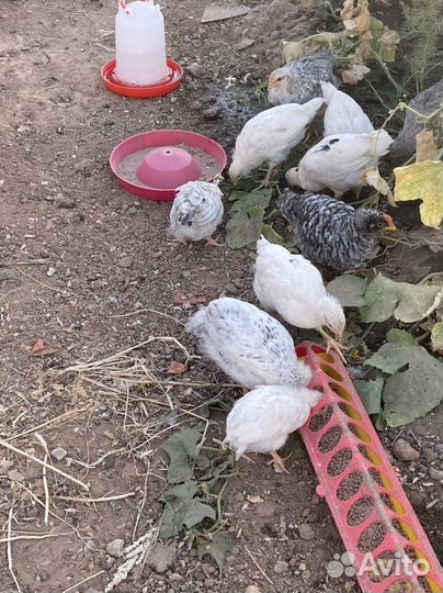 Цыплята несушки, доминанты