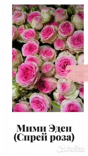 Саженцы роз опт и розница