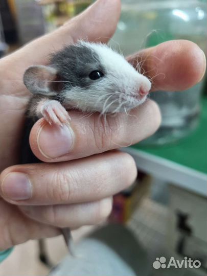 Крысята крысы дамбо