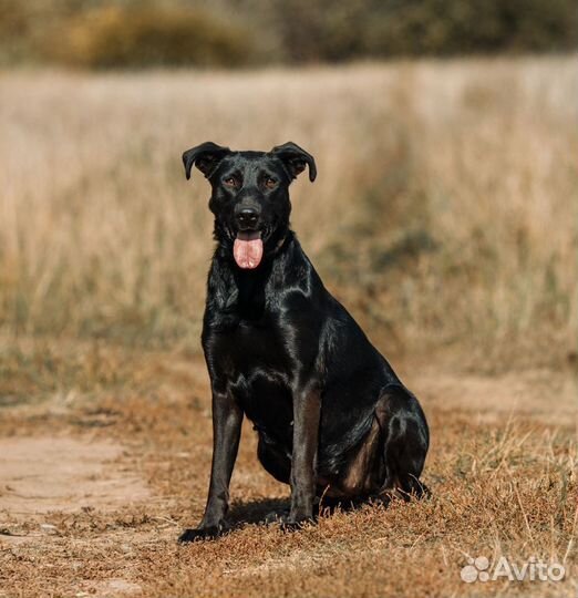 Черное золото. Дора