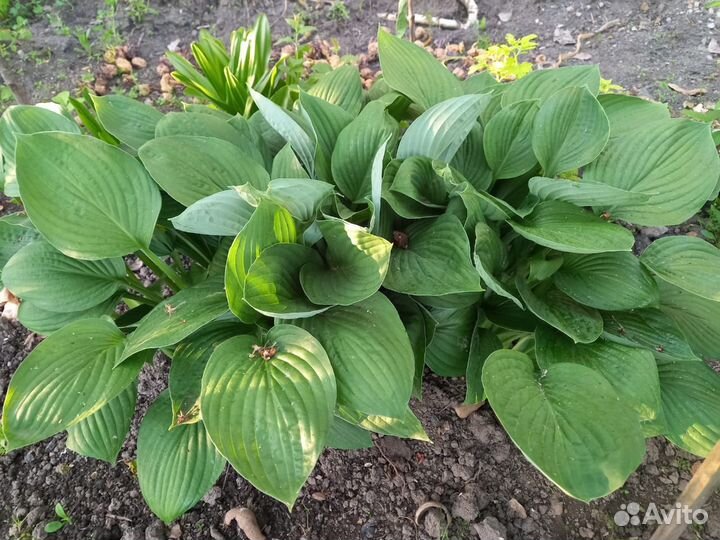 Хоста Афродита