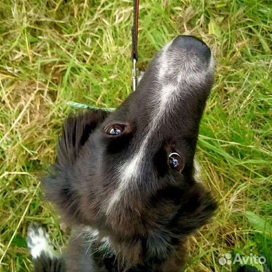 Собака в добрые руки