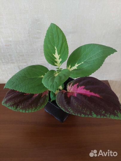 Комнатные растения- сингониум, колеус