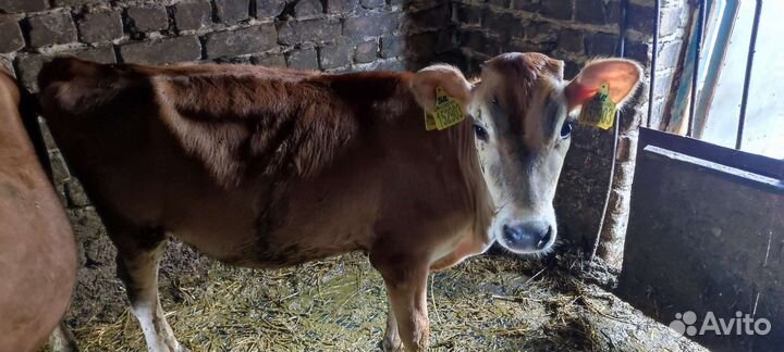 Телка джерси и бычки