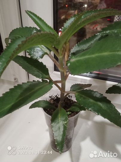 Каланхоэ лечебное