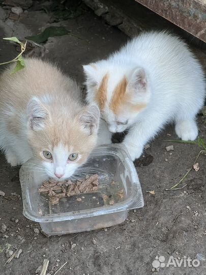 Котята с мамой