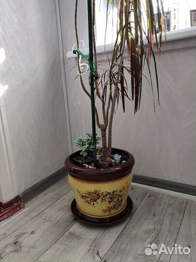 Пальма драцена