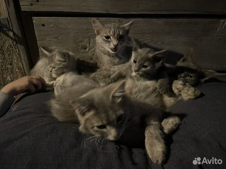 Котята в добрые руки