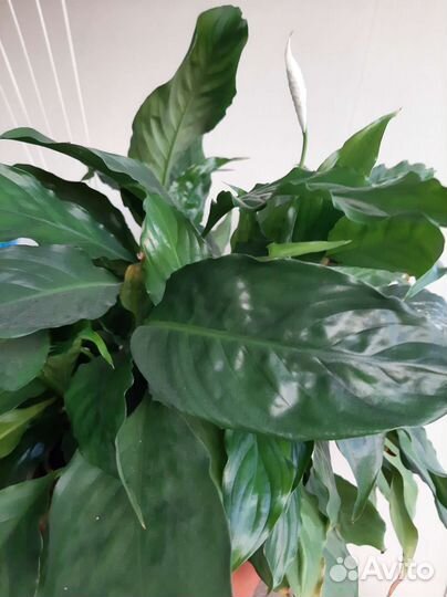 Спатифиллум