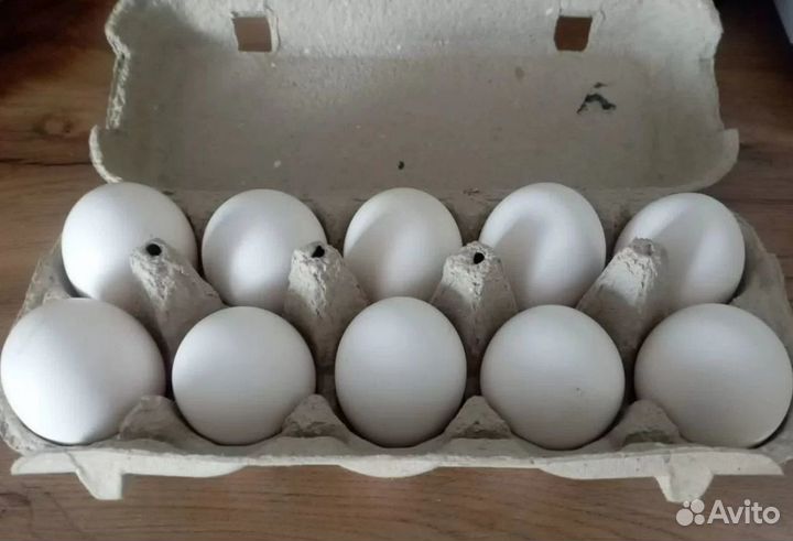 Инкубационное яйцо разной с/х птицы