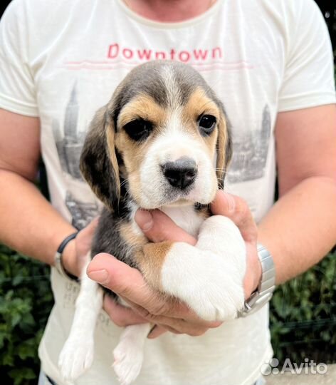 Бигль щенки питомник Симоналенд