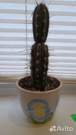 Кактус 26 см в керамическом горшочке