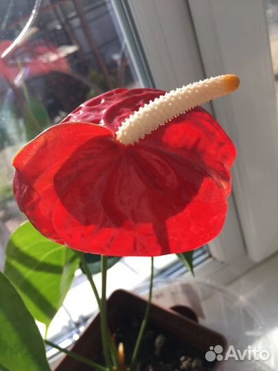 Растение Антуриум