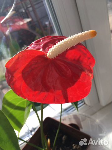 Растение Антуриум