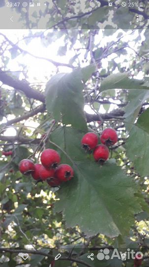 Боярышник крупноплодный