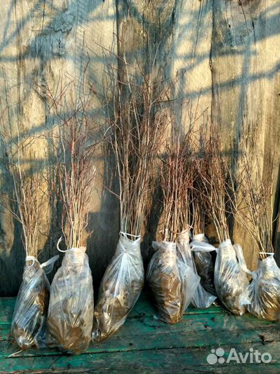 Боярышник саженцы