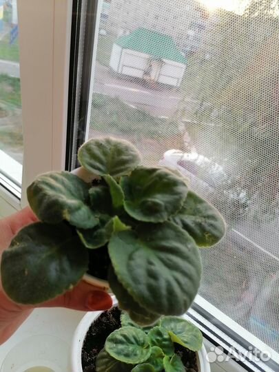 Фиалка (цветы)