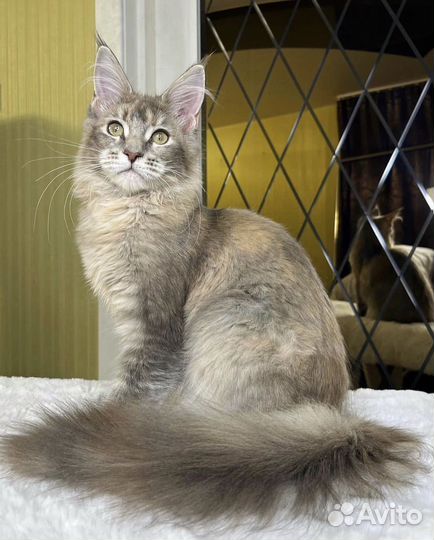 Котята Мейн Кун