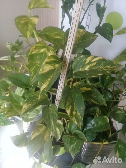 Сциндапсус