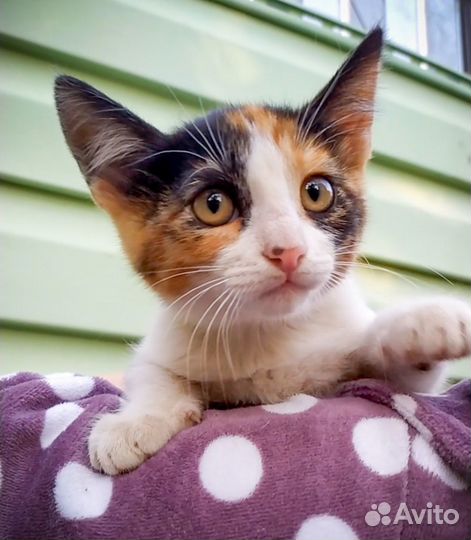 Трёхцветная малышка в самые добрые руки