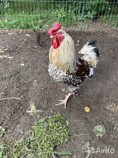 Куры петухи