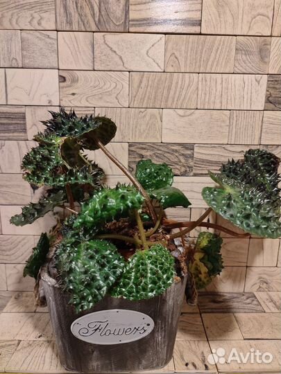 Бегония меланобулата