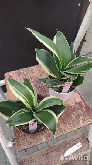 Сансевиерия