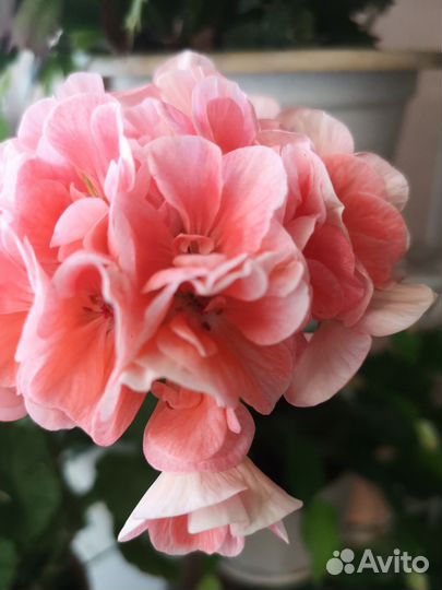 Герань пеларгония