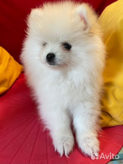 Продам шпица