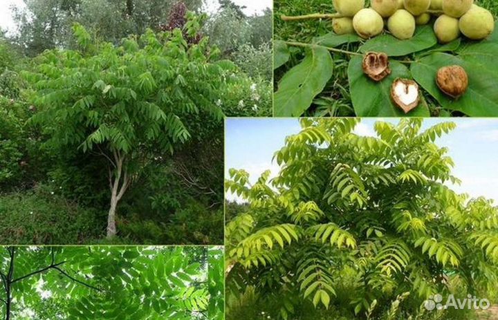 Манчжурский орех