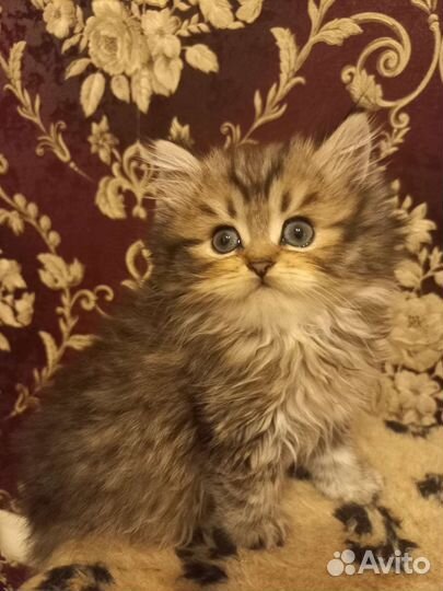 Британские котята