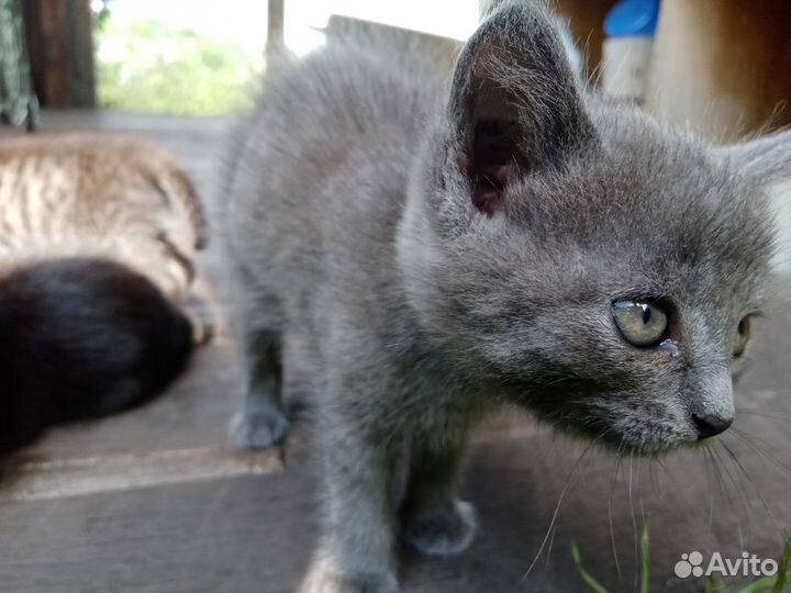 Котенок дымчатый от умной кошки