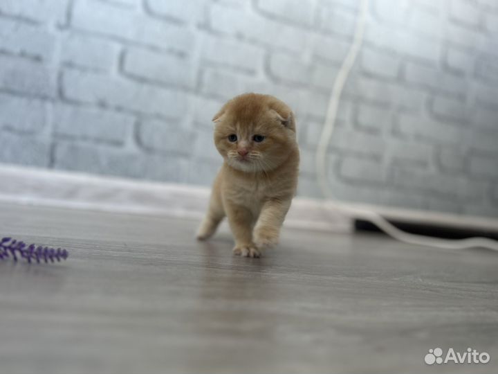 Шотландские котята