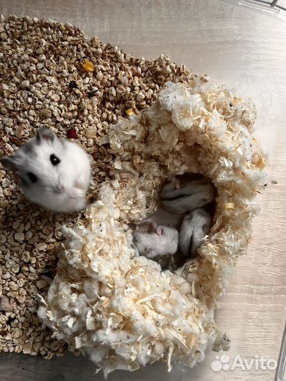 Джунгарский хомяк