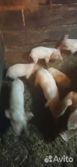 Поросята