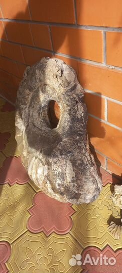 Аммонит большой