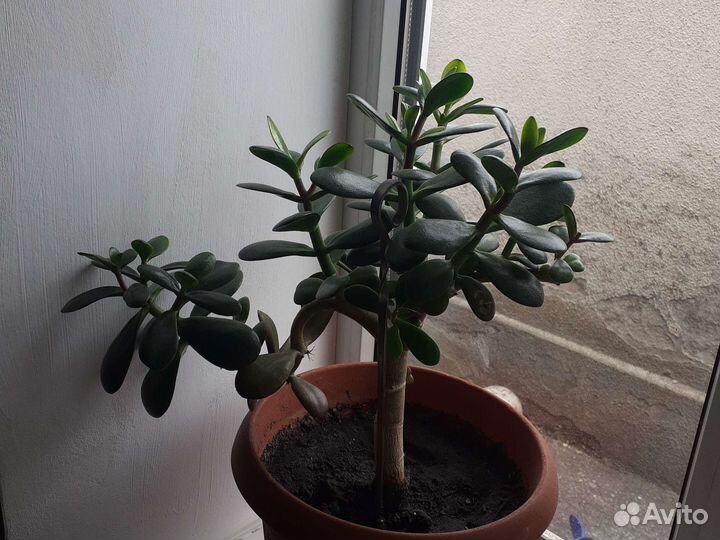 Денежное дерево