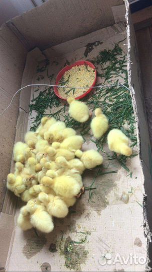 Гусята суточные