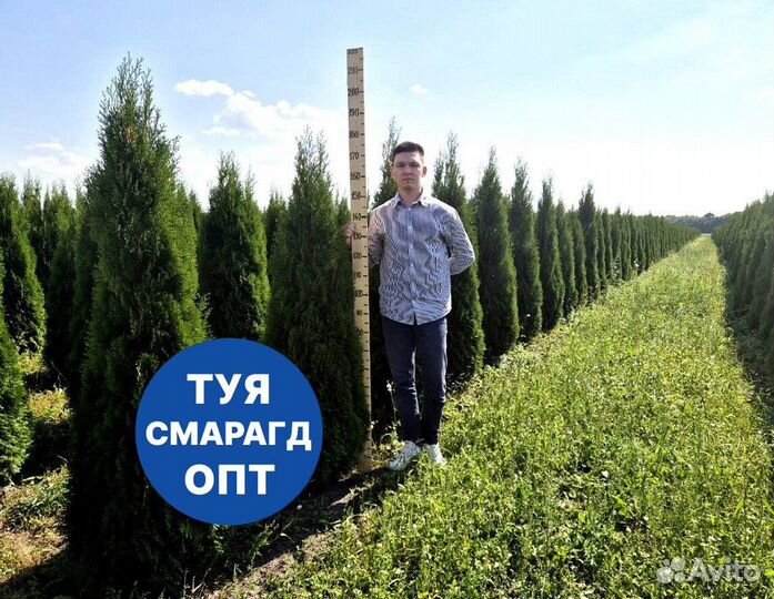 Туя смарагд рост 198 см /опт 150 шт