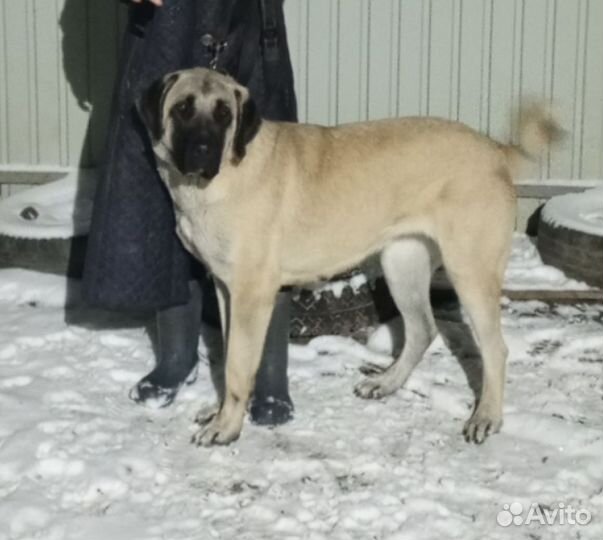 Собака в добрые руки отдам бесплатно