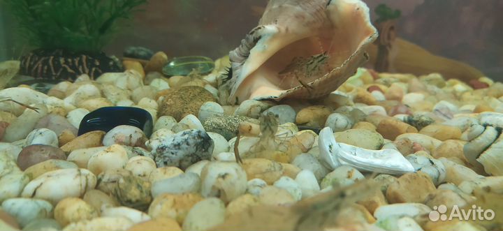 Аквариумные креветки